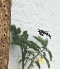 Symmorphus bifasciatus