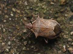 Picromerus viridipunctatus