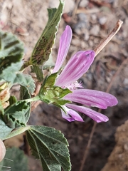 Malva