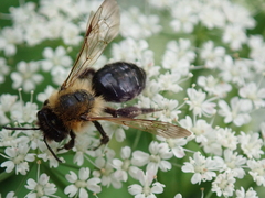 Andrena