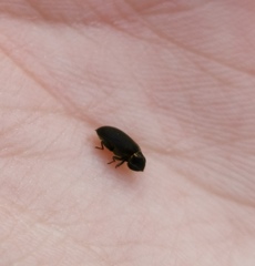 Hadrobregmus pertinax