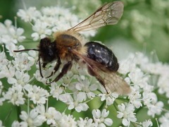 Andrena