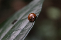 Aegithus maculicollis