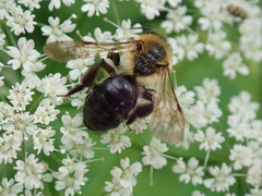 Andrena