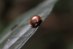 Aegithus maculicollis