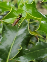 Chloromyia formosa