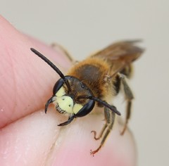 Andrena labialis