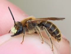 Andrena labialis