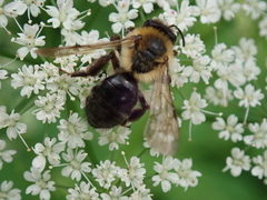Andrena