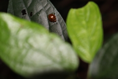 Aegithus maculicollis
