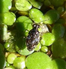 Saldoidini