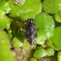 Saldoidini