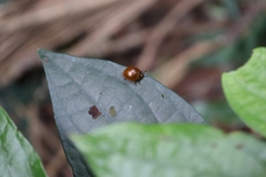 Aegithus maculicollis