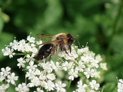 Andrena