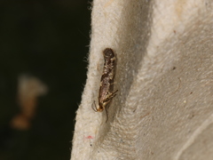 Argyresthia conjugella