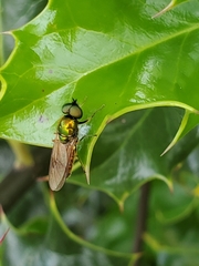 Chloromyia formosa