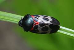 Cosmoscarta exultans