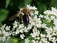 Andrena