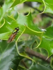 Chloromyia formosa