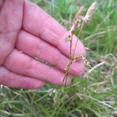 Carex pediformis