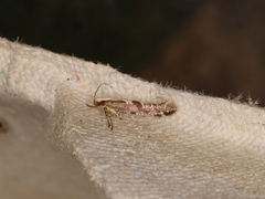 Argyresthia conjugella