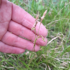 Carex pediformis