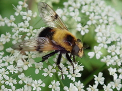 Volucella bombylans