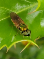Chloromyia formosa