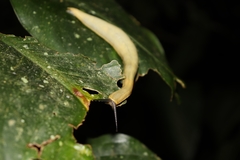 Vaginulus taunaisii