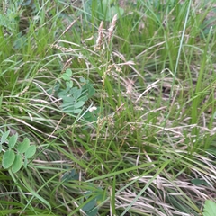 Carex pediformis