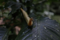 Vaginulus taunaisii