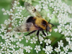 Volucella bombylans