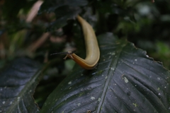 Vaginulus taunaisii