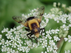 Volucella bombylans