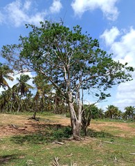 Machaerium hirtum