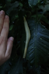 Vaginulus taunaisii