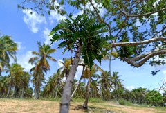 Machaerium hirtum
