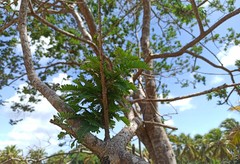Machaerium hirtum