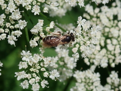 Andrena