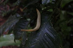 Vaginulus taunaisii