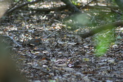 Turnix nigricollis