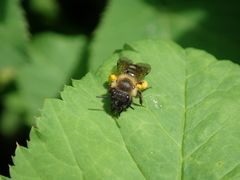 Andrena