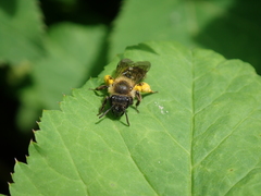 Andrena
