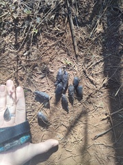 Hystrix africaeaustralis