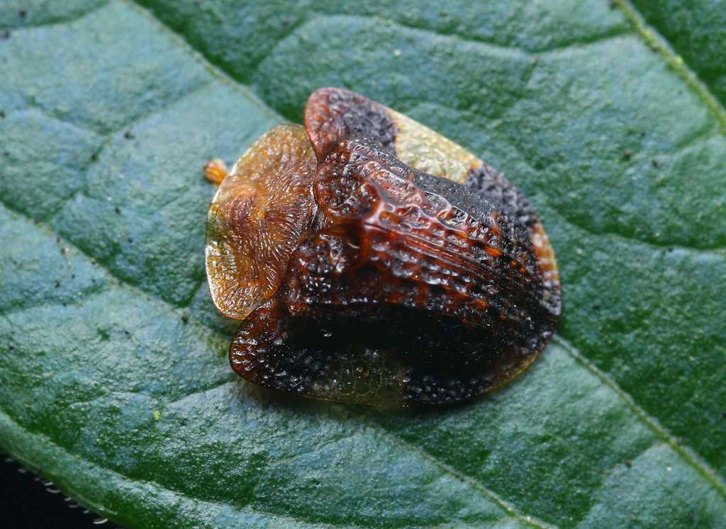 Laccoptera prominens