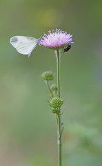 Dismorphiinae