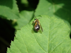 Andrena