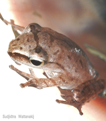 Polypedates megacephalus