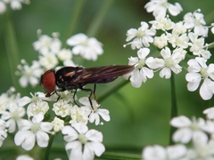 Chrysogaster solstitialis