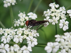 Chrysogaster solstitialis